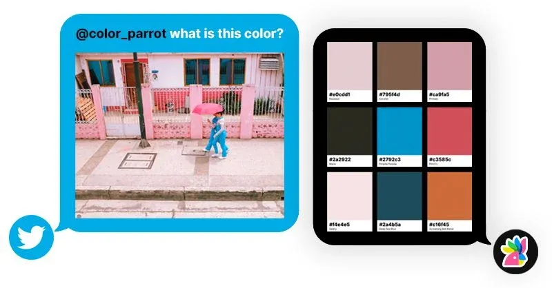 Color Parrot