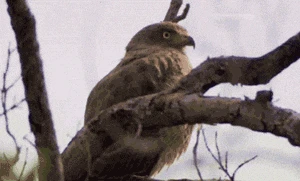 https://media.giphy.com/media/NLLQUmfh3os6c/giphy.gif